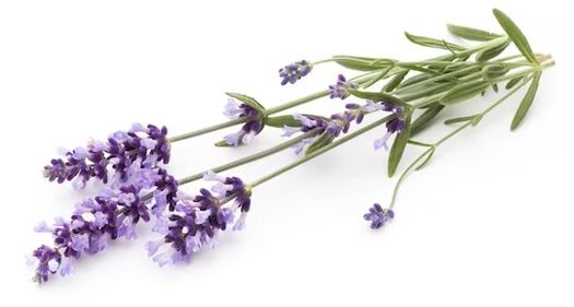 Fungent contén aceite de lavanda