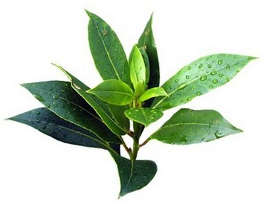 Fungent contén aceite de árbore de té