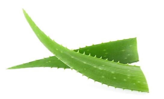 Fungent contén aloe vera